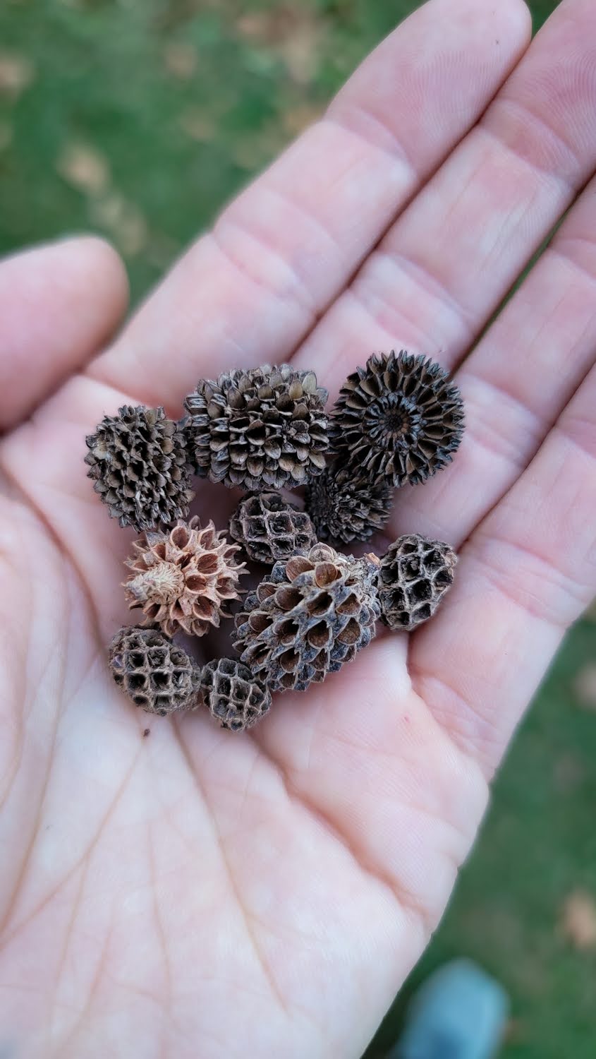 Fossilized Coral Iron Wood Pod Necklace